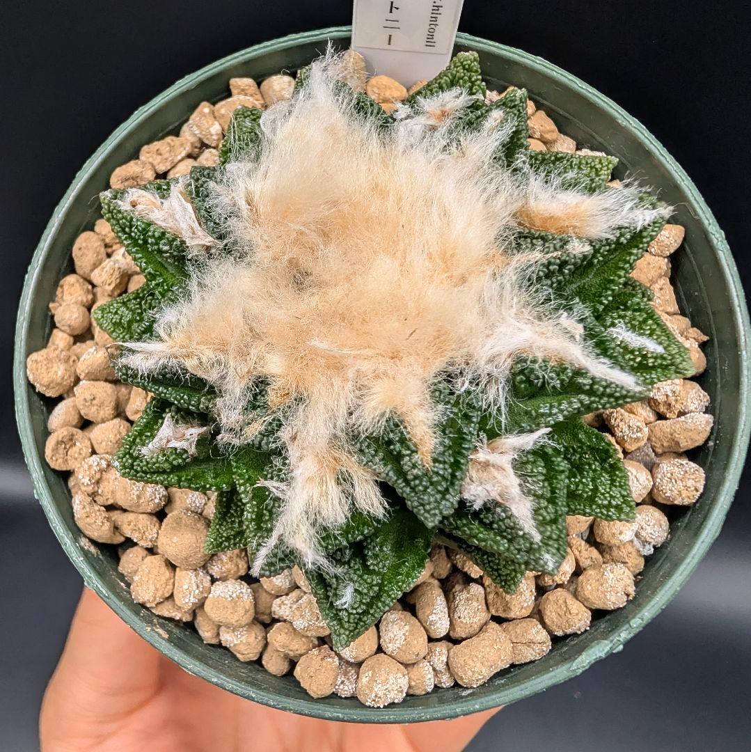 サ*生様 亀甲牡丹ヒントニー 国内実生 鉢植え メルカリ便送料込み