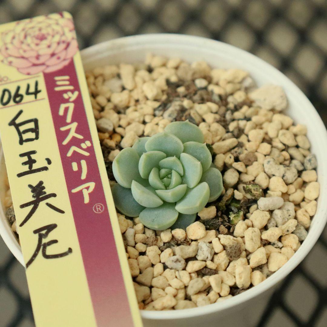 【おらいさん苗 】そわそわ、白玉美尼ほか10苗セット（多肉植物）