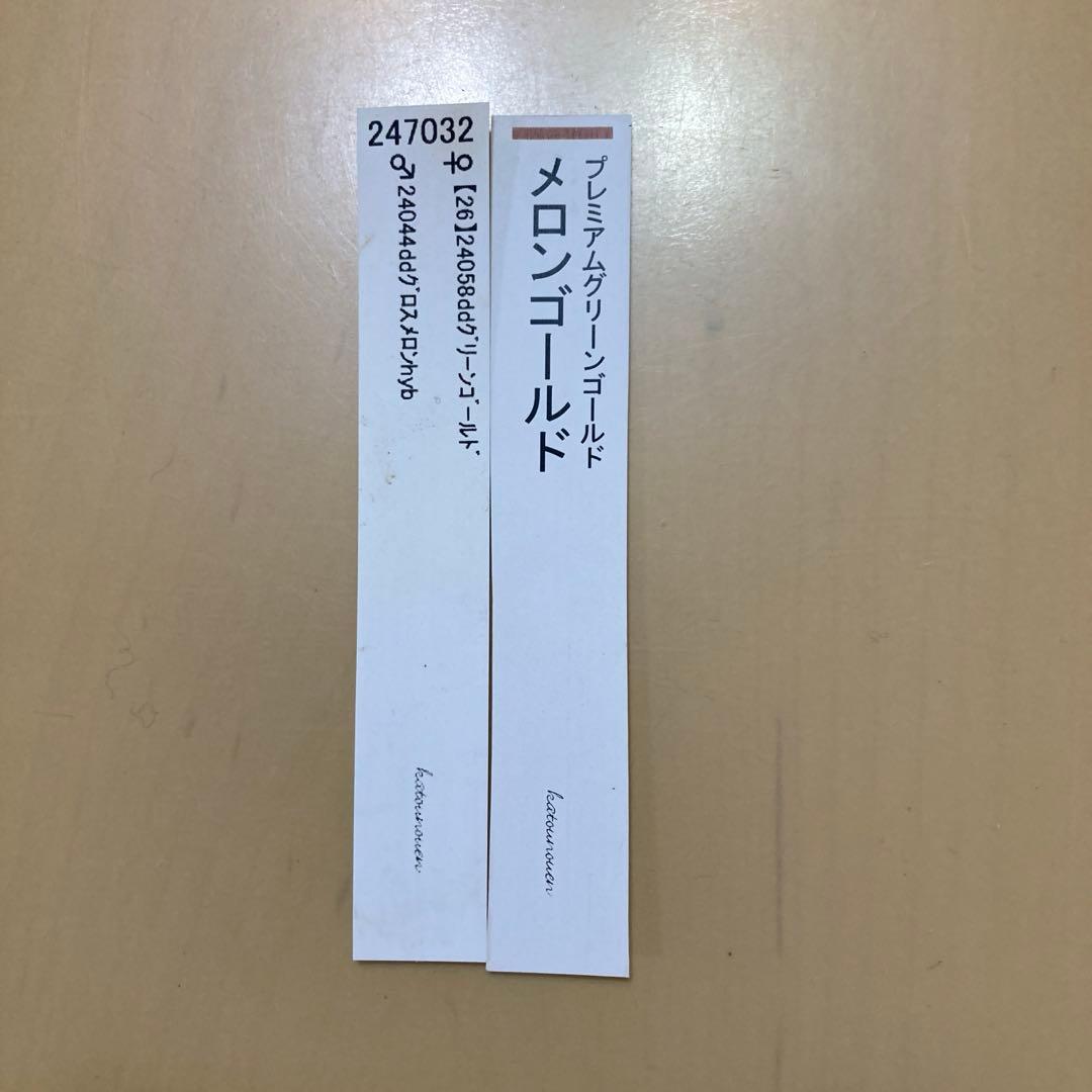 クリスマスローズ開花株 加藤農園　メロンゴールド