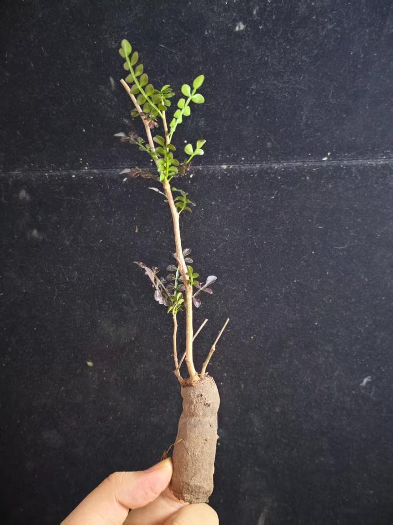 メ*郎様 オペルクリカリア パキプス／Operculicarya pachypu