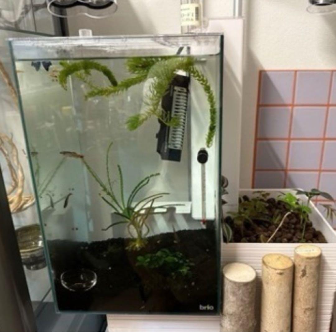 都内の方優先】 brio35 アクアポニックス　ハイドロと水温計とヒーター付属