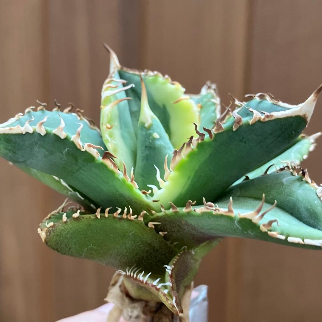 赤*バ様 【初売りオークション】107 根付き　美株　アガベ　白豪刺錦　TC 覆