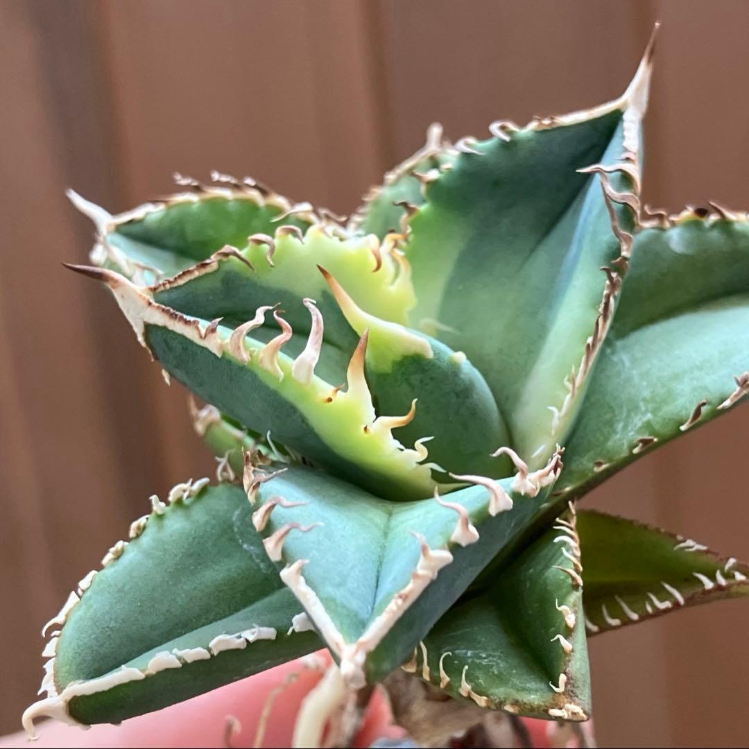 赤*バ様 【初売りオークション】107 根付き　美株　アガベ　白豪刺錦　TC 覆