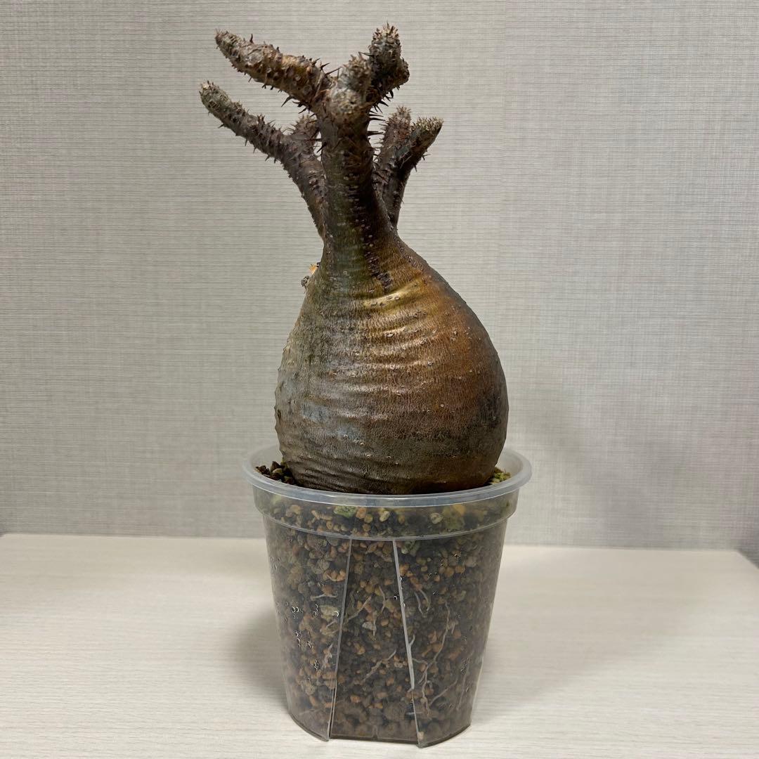 パキポディウム・グラキリス①　発根済み　現地球