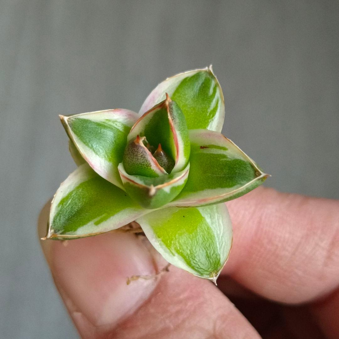 A271 多肉植物 アガベ ピンキー 王妃笹の雪A型 白覆輪斑 精選極上美