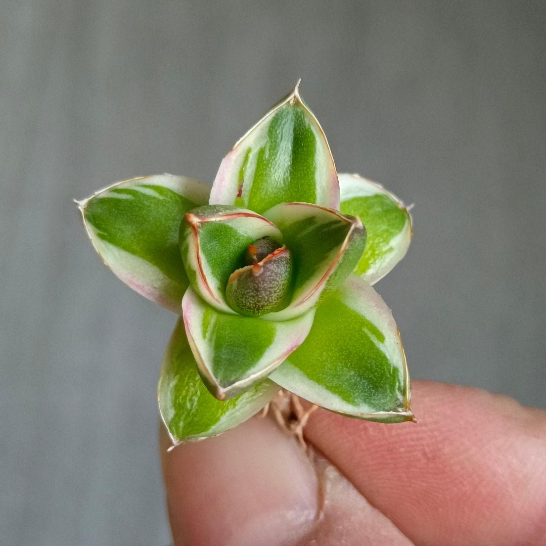 A271 多肉植物 アガベ ピンキー 王妃笹の雪A型 白覆輪斑 精選極上美