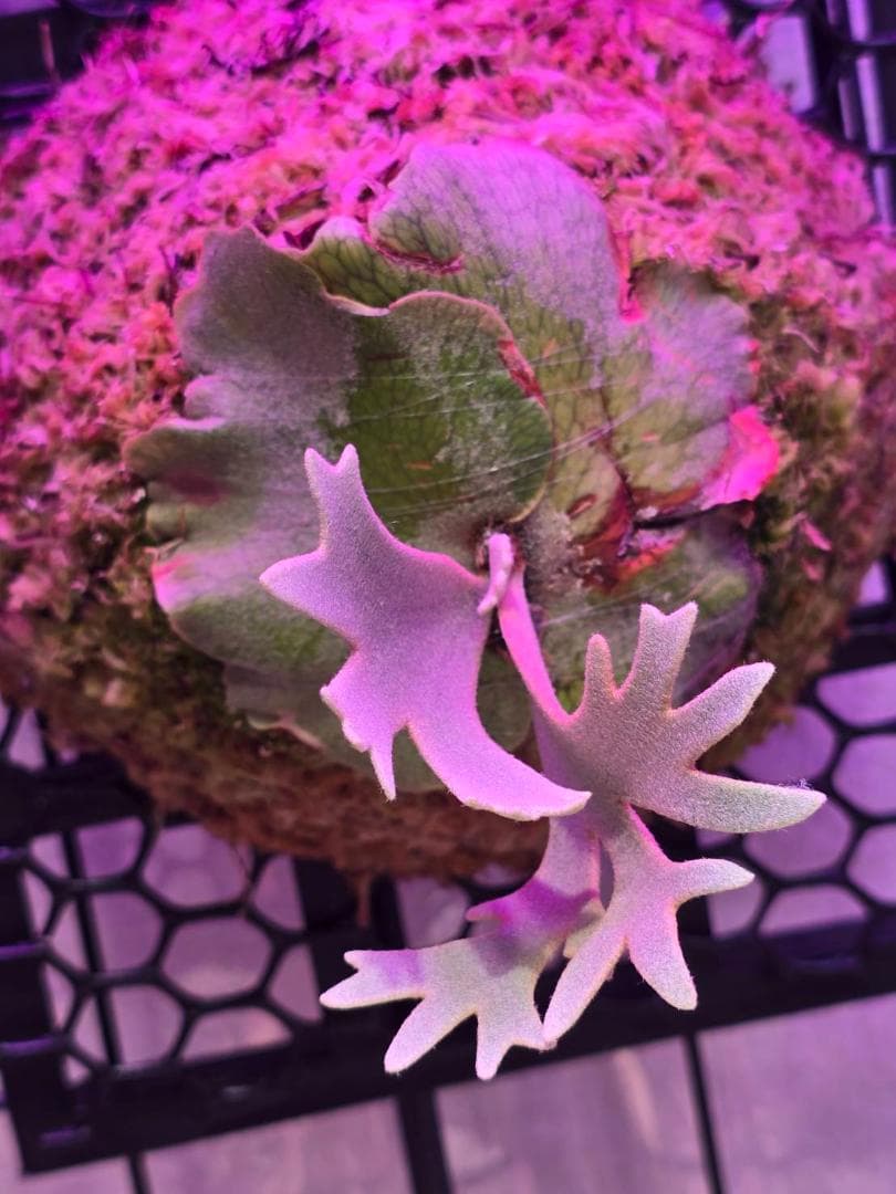 motimoti様　P. willinckii 'nano' pup 所有株OC