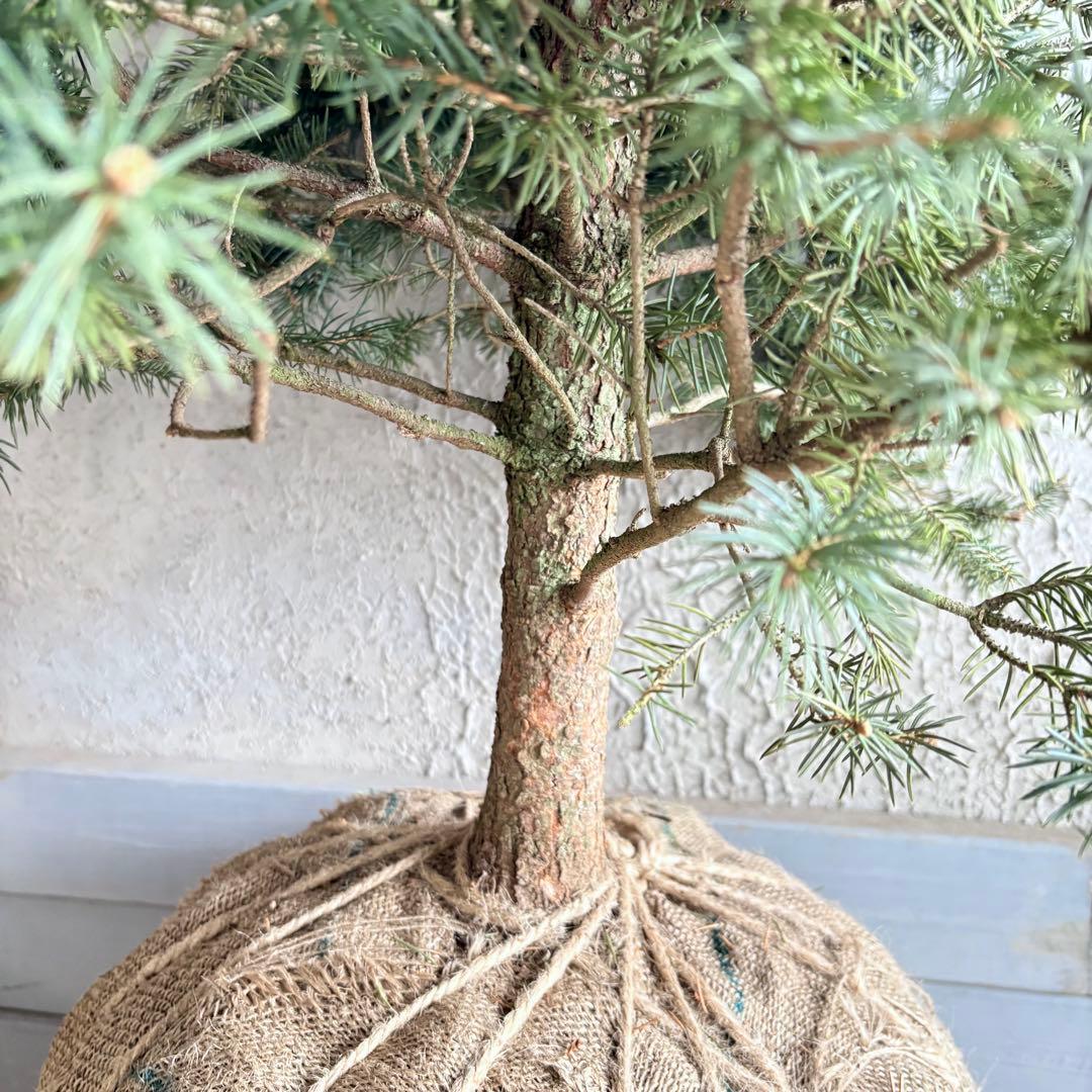 ブンゲンストウヒ　スーパーブルー　特大苗木最高等級極上品‼️　希少品種