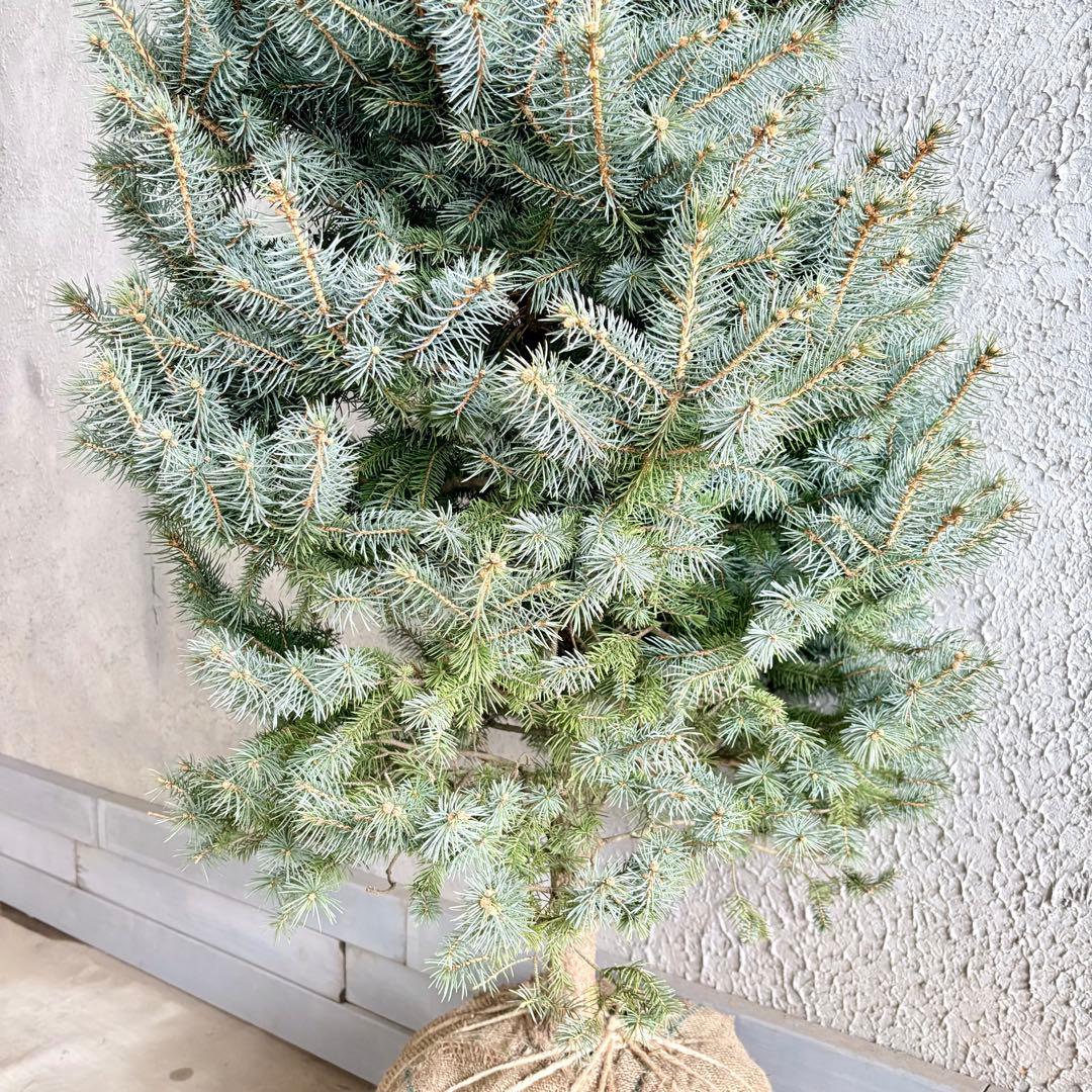 ブンゲンストウヒ　スーパーブルー　特大苗木最高等級極上品‼️　希少品種