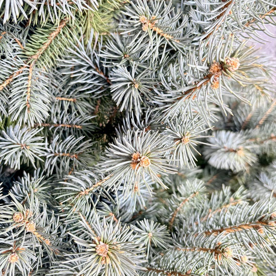 ブンゲンストウヒ　スーパーブルー　特大苗木最高等級極上品‼️　希少品種