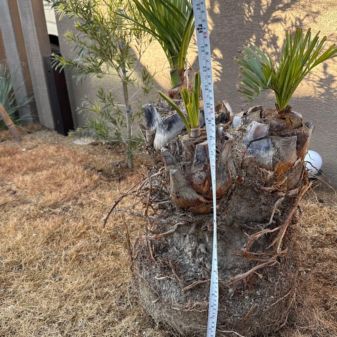 ココスヤシの木みたいなの観葉植物 若い芽付き