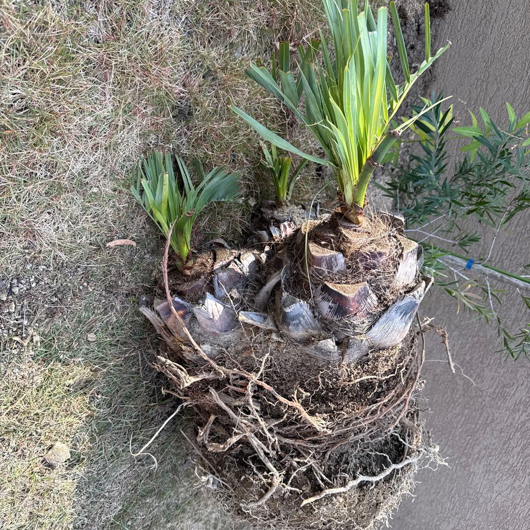 ココスヤシの木みたいなの観葉植物 若い芽付き