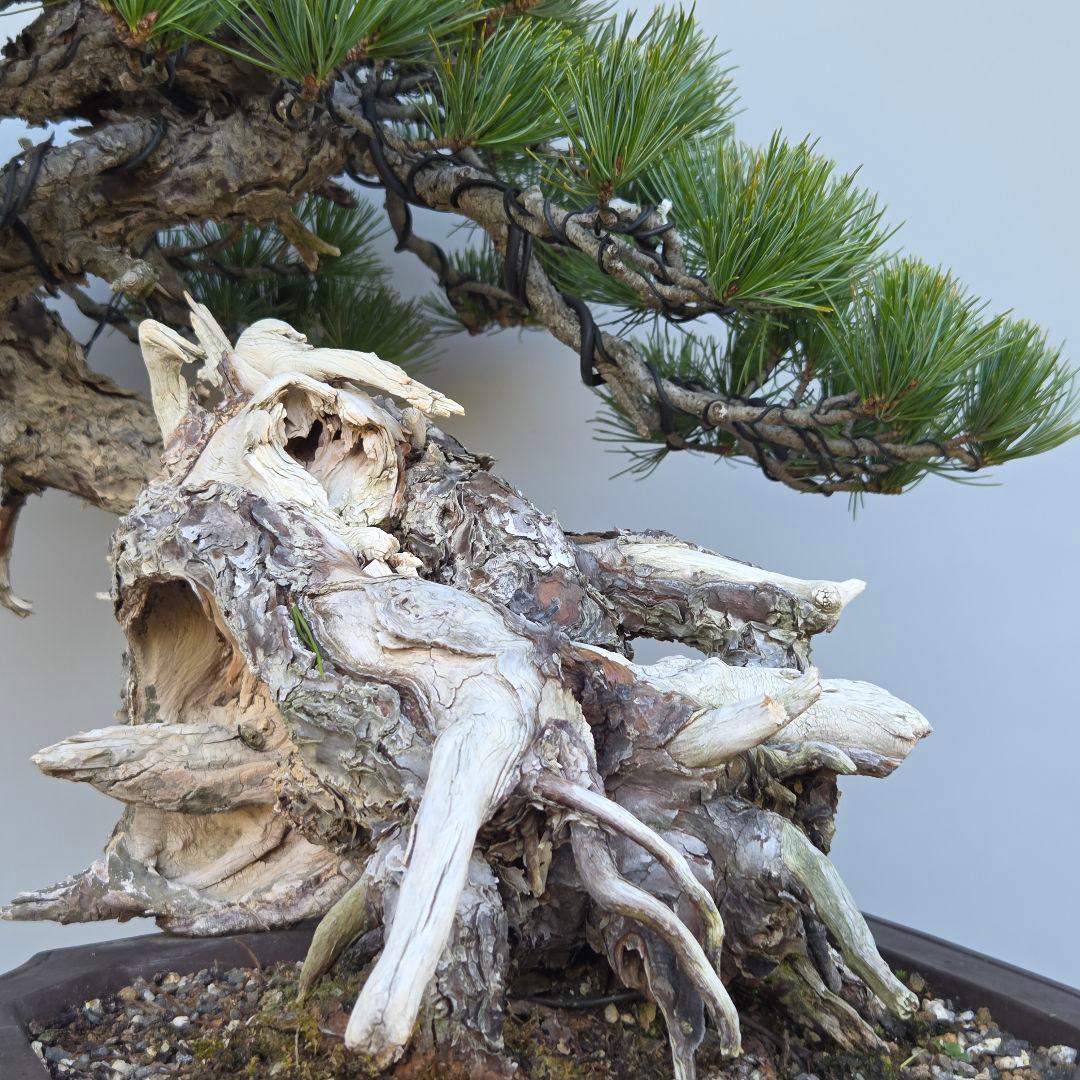 五葉松　[山木舎利幹半懸崖]]　大品盆栽