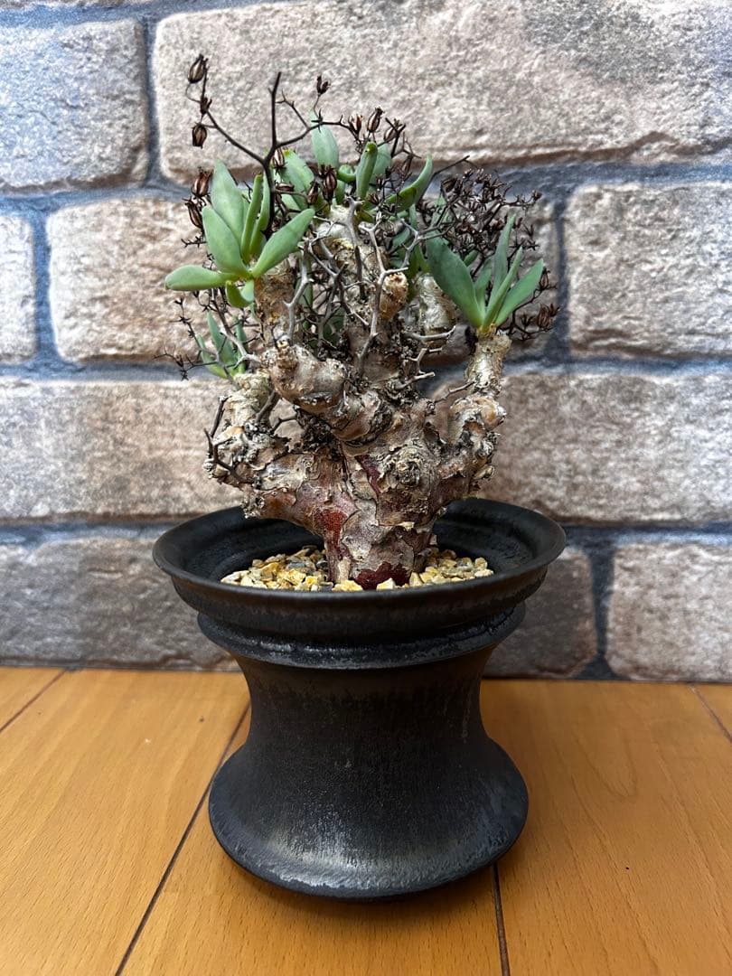 現地株 チレコドン レティキュラータス 万物想　渋谷英一作家鉢付き