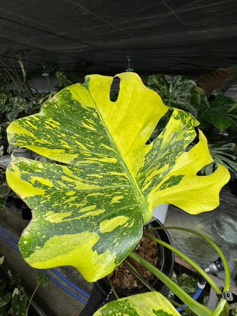 モンステラ　デリシオーサ　エレクトロライト　美斑入り