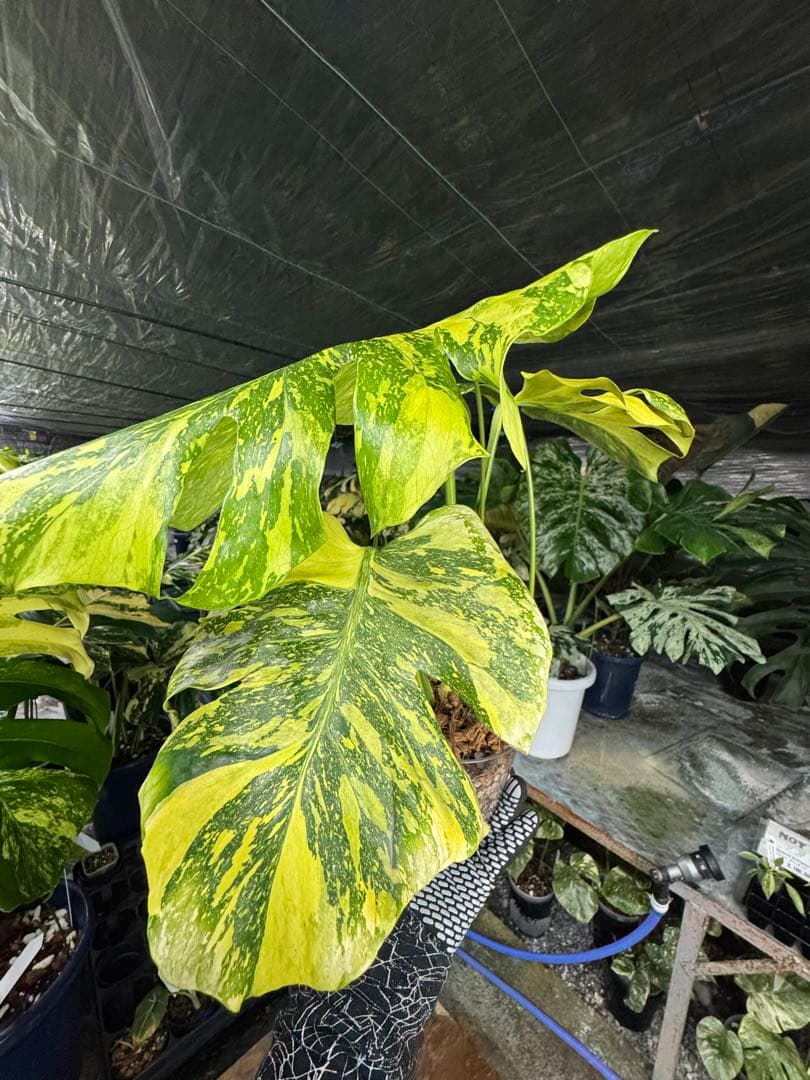 モンステラ　デリシオーサ　エレクトロライト　美斑入り