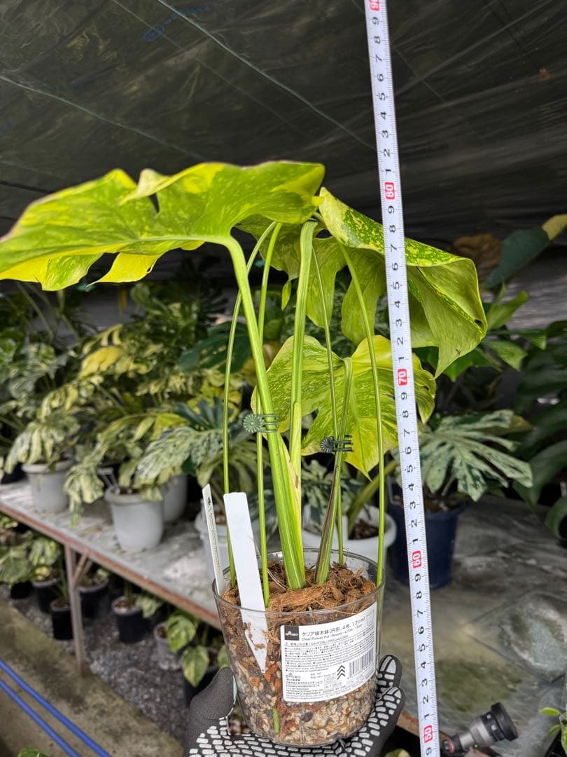 モンステラ　デリシオーサ　エレクトロライト　美斑入り