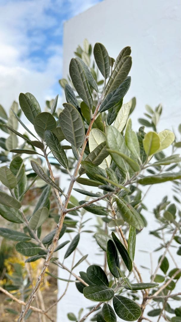 超美形。仕立てフェイジョア1.8M(鉢底から)品番B