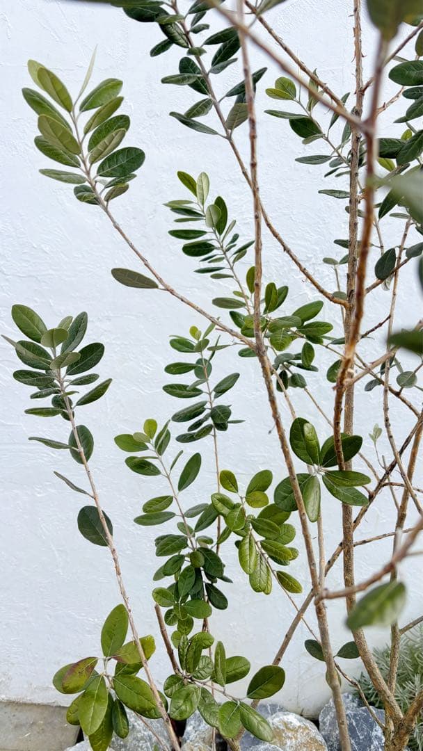 超美形。仕立てフェイジョア1.8M(鉢底から)品番B