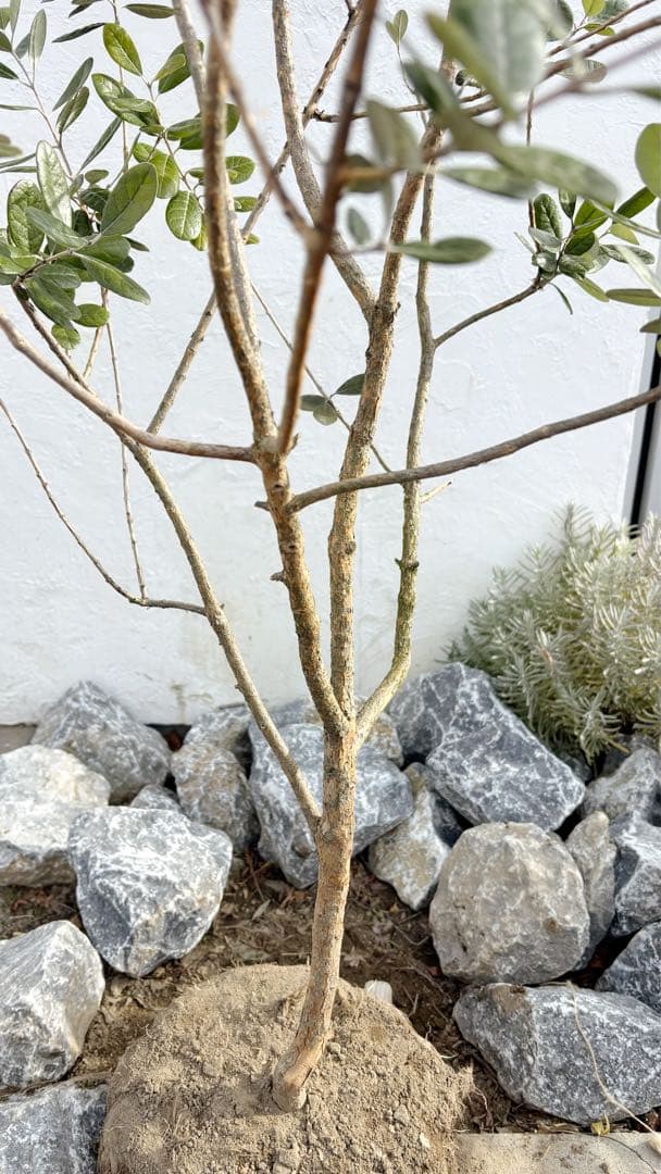 超美形。仕立てフェイジョア1.8M(鉢底から)品番B