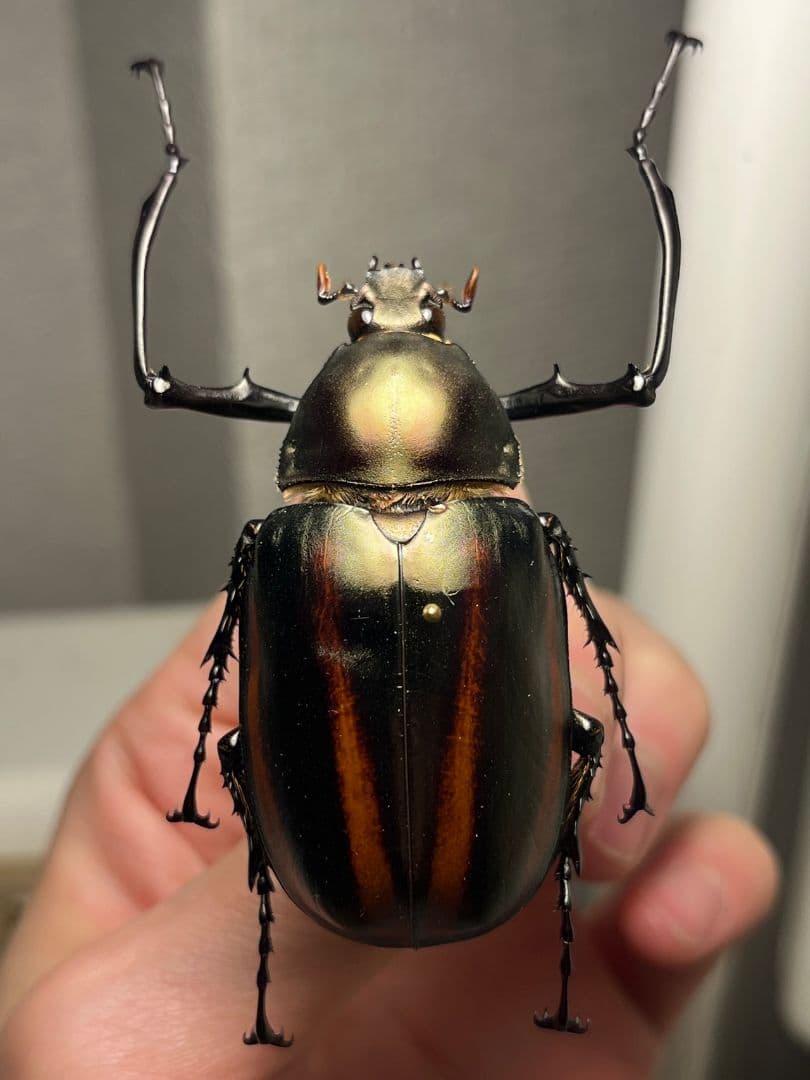 【手長黄金最高峰】セスジドウナガテナガコガネ ♂標本 プラチナコガネ ウグイスコ