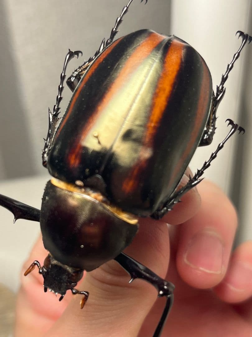 【手長黄金最高峰】セスジドウナガテナガコガネ ♂標本 プラチナコガネ ウグイスコ