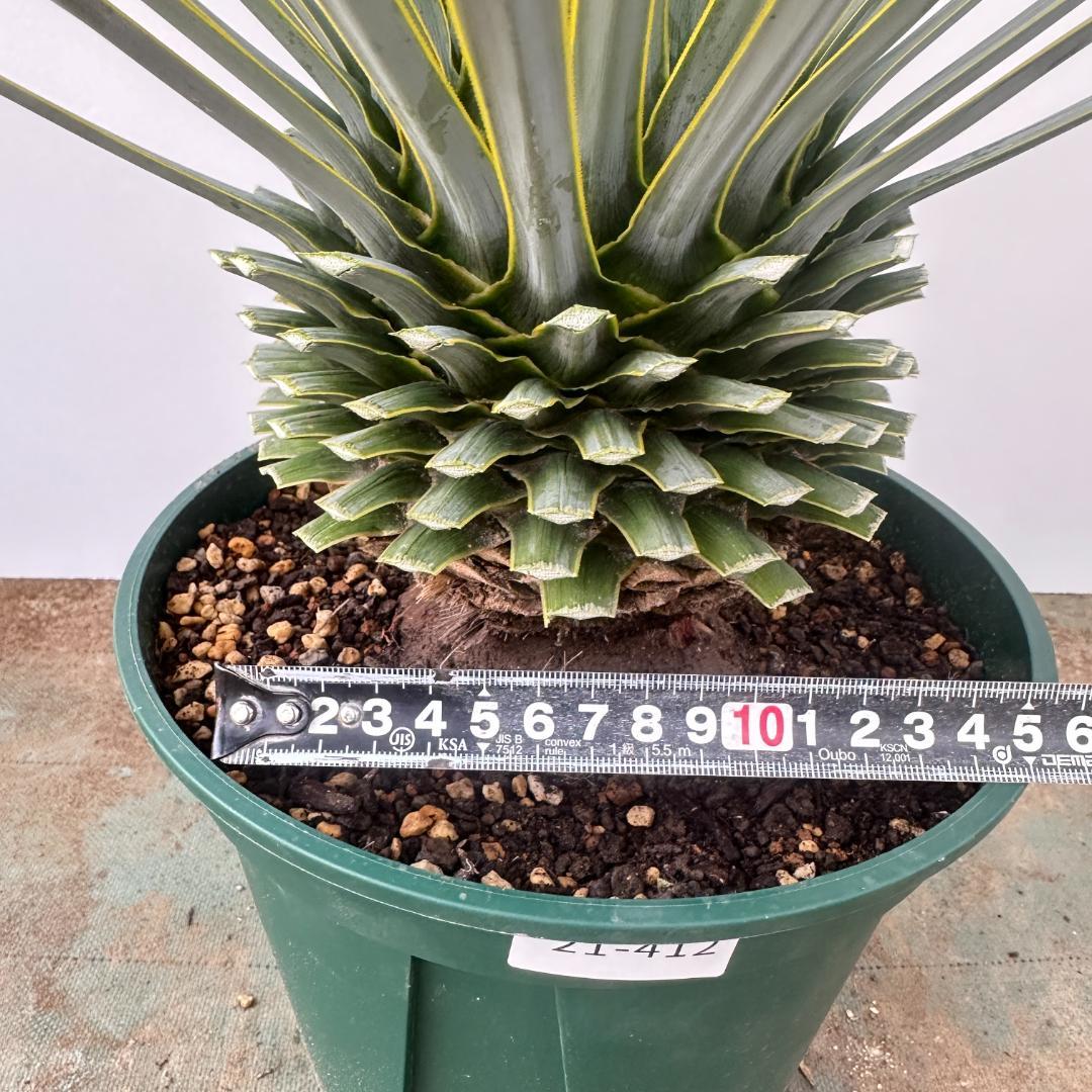 ユッカ　ロストラータ【21-412】美形　シルバーブルー