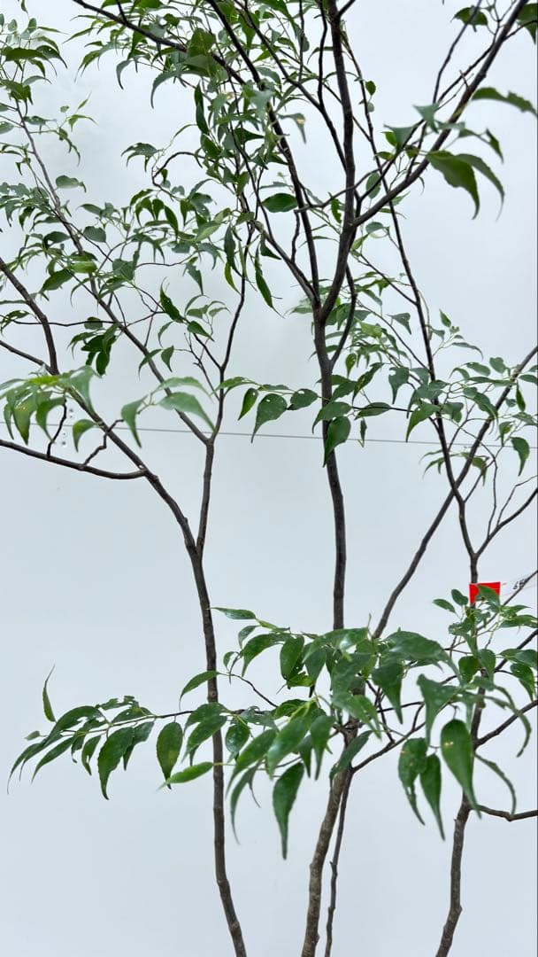 美しい樹形が魅力的 山採り ハイノキ 株立 644 樹高1.5m位 高級樹