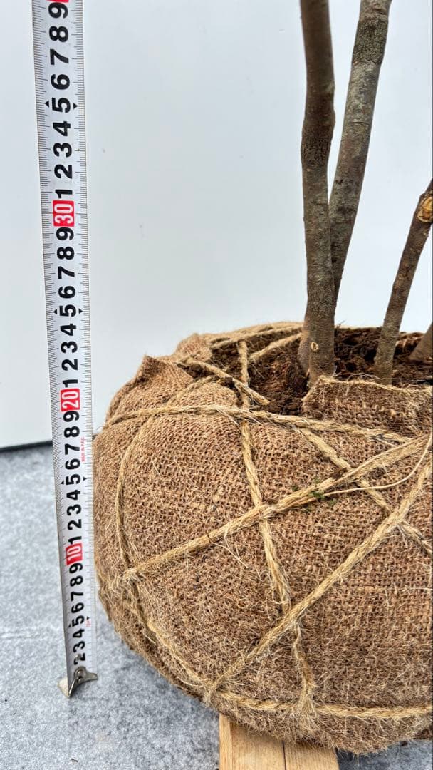 美しい樹形が魅力的 山採り ハイノキ 株立 644 樹高1.5m位 高級樹