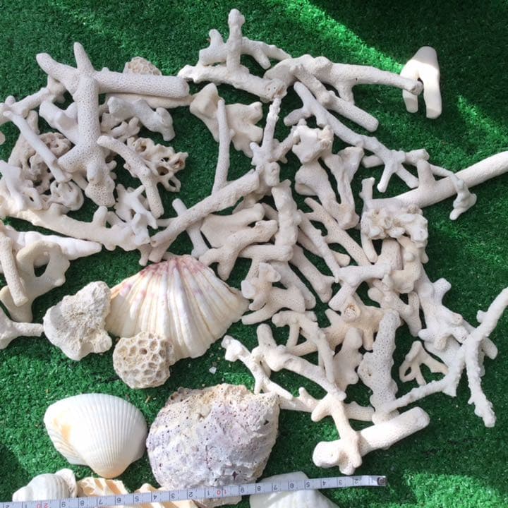 沖縄　石垣島の貝殻