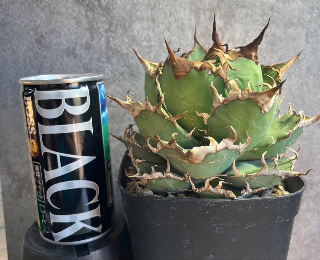 アガベ　チタノタ　シーザー　美株　ボール形　人気　タグ付き　【26】