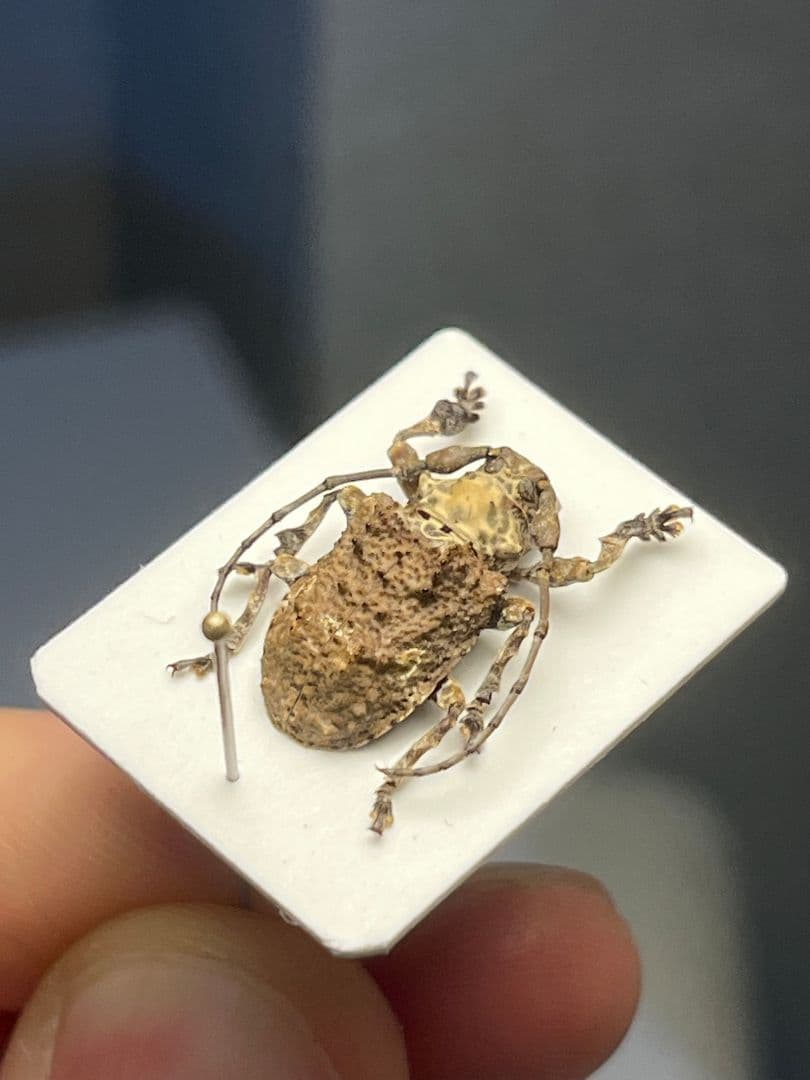 【毒刺甲虫】サソリカミキリ 昆虫標本 Onychocerus ウスバカミキリ