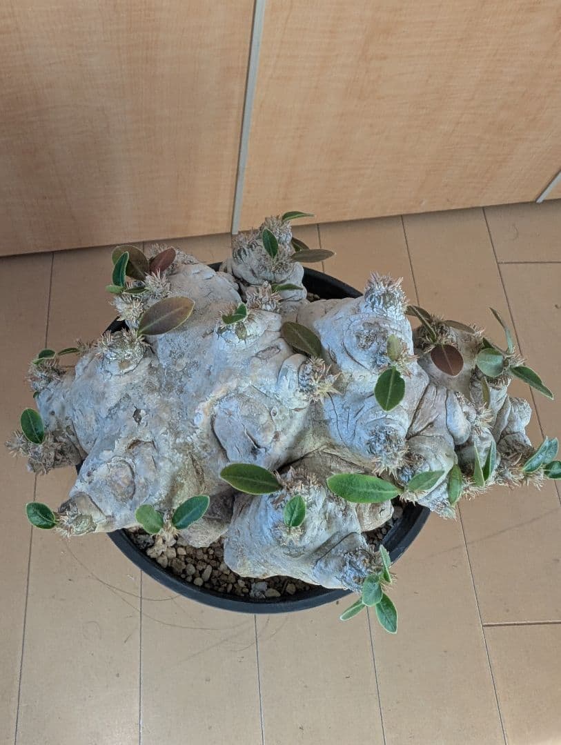 パキポディウム　恵比寿笑大株