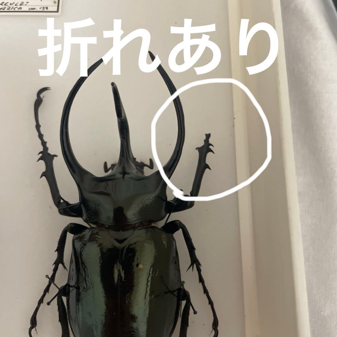 カブトムシ標本 6匹セット フレーム付き