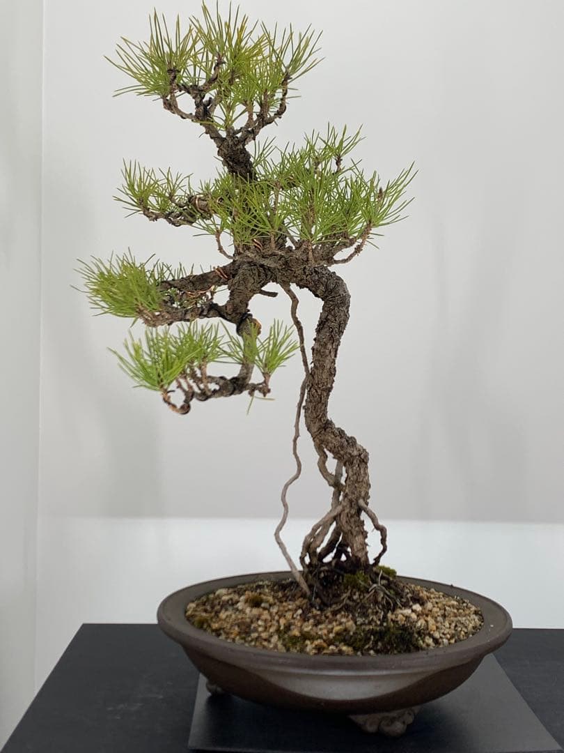 立ち姿抜群の文人黒松　樹高約50cm（検索/赤松五葉松真柏模様木シャリ小品盆栽）