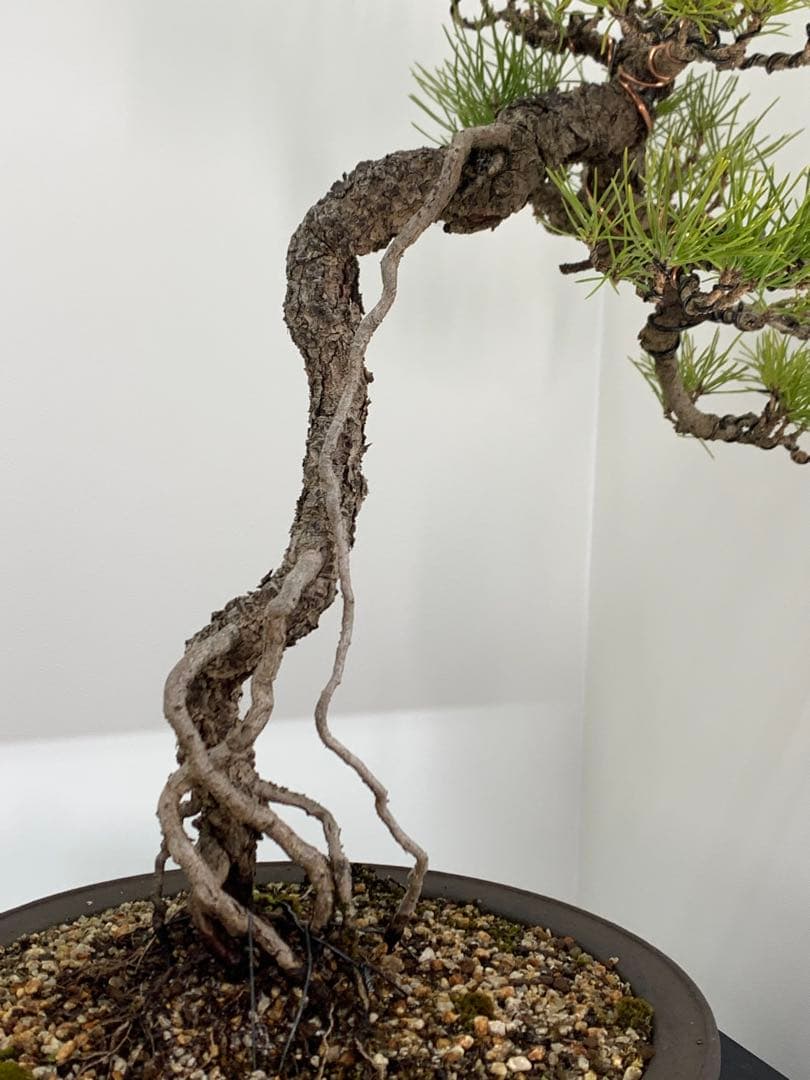 立ち姿抜群の文人黒松　樹高約50cm（検索/赤松五葉松真柏模様木シャリ小品盆栽）