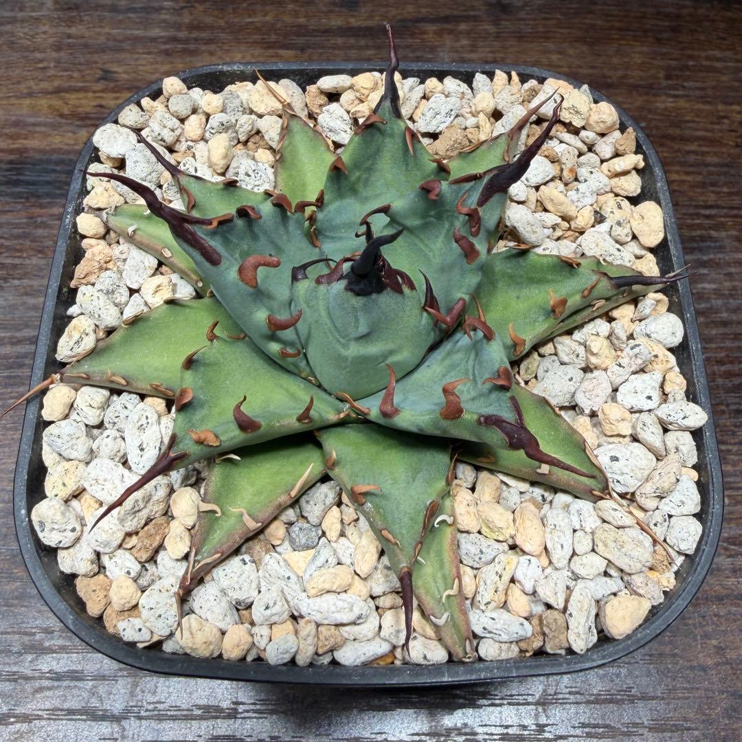 アガベ　【姫厳龍×妖炎】