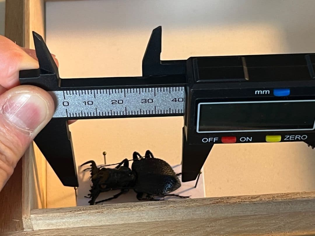 【大閻魔斑猫希少種】オオエンマハンミョウ Manticora 産 昆虫標本