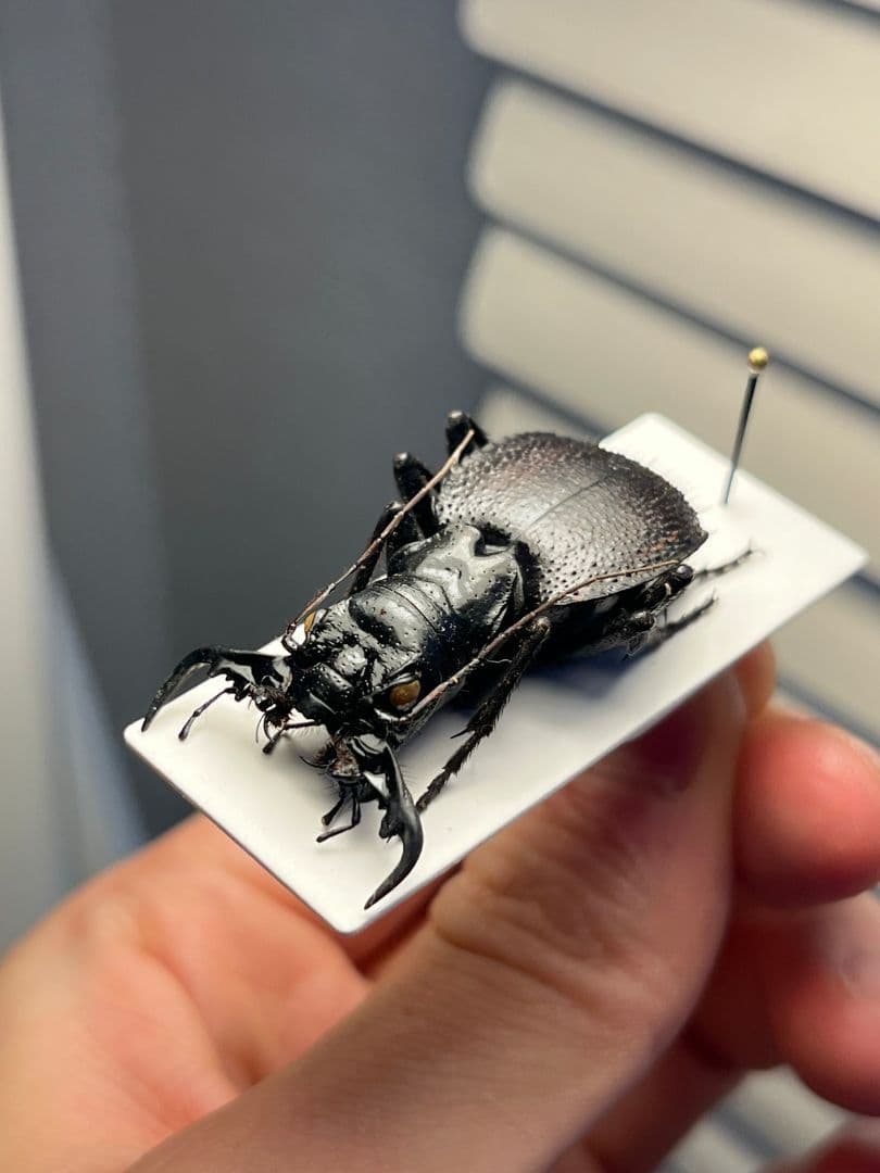 【大閻魔斑猫希少種】オオエンマハンミョウ Manticora 産 昆虫標本