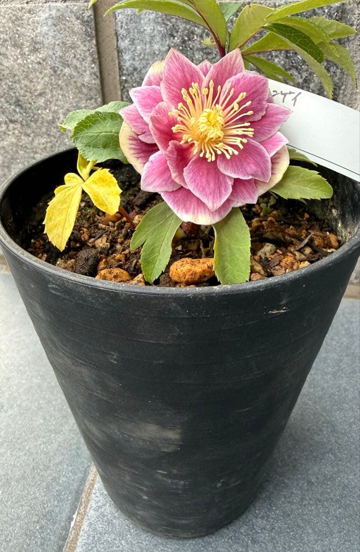 クリスマスローズ　広瀬園芸【ソレイユ】開花株