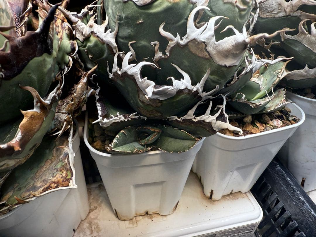 【チタノタ悪魔系統】アガベオテロイ子株 検)ディアボロ悪魔君 スーパーチタノタ