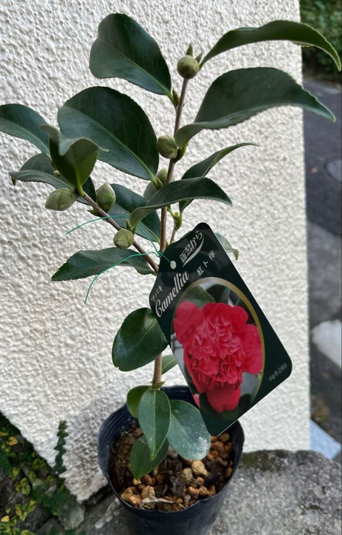 椿　紅ト伴(べにぼくはん）、白侘介金魚葉椿の2種2鉢　蕾沢山 宅急便そのまま発送
