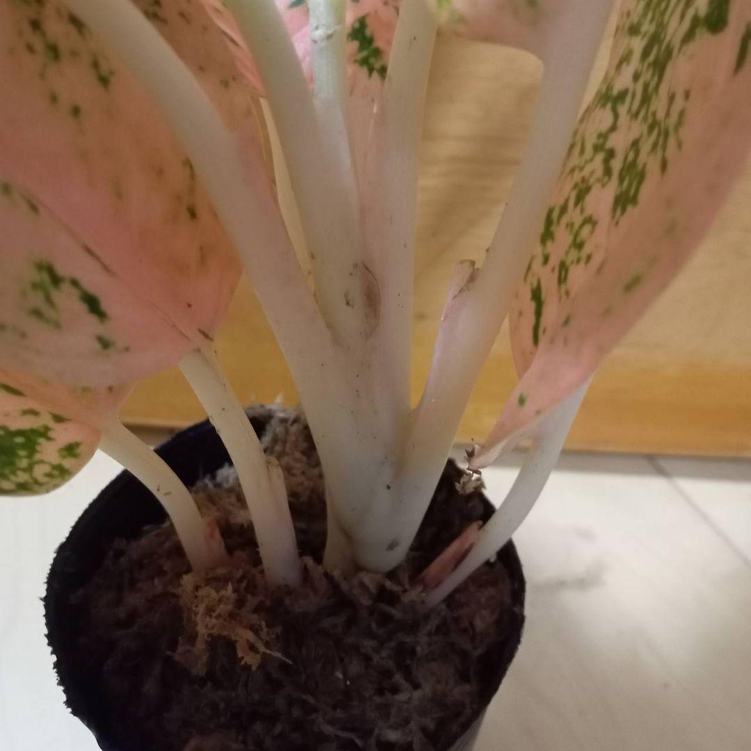 nyanchi　様　アグラオネマ　スターダスト　オレンジ　観葉植物