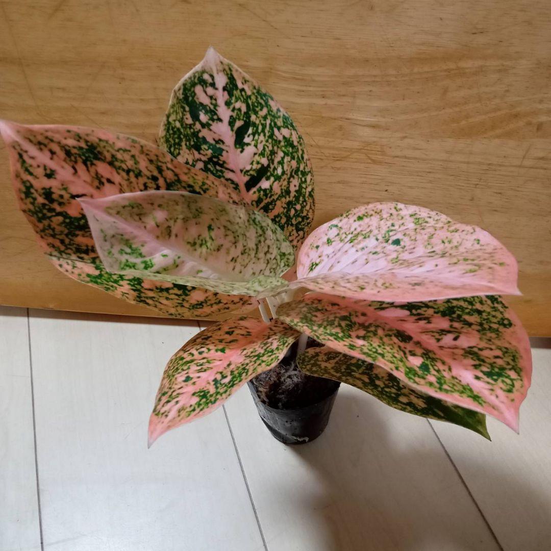 nyanchi　様　アグラオネマ　スターダスト　オレンジ　観葉植物