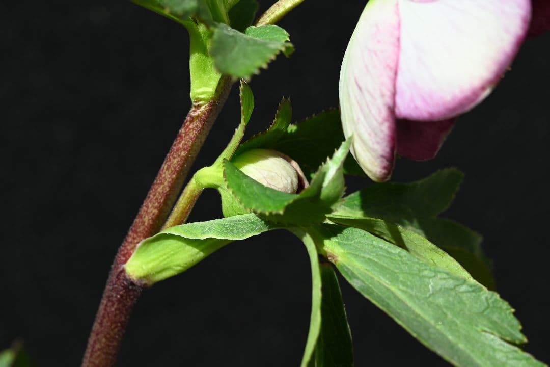 クリスマスローズ　sdレッドリバーシブル　ソフトカップ咲き加藤農園