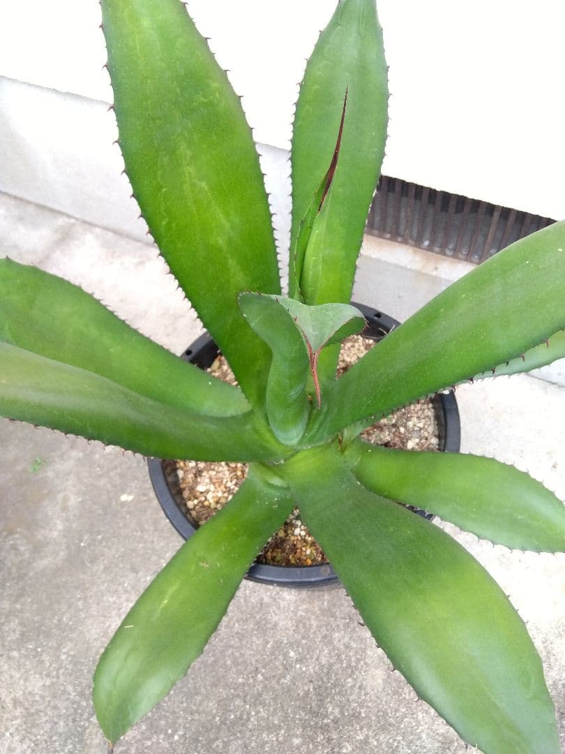 アガベ　品種不明　耐寒あり❗大株❗