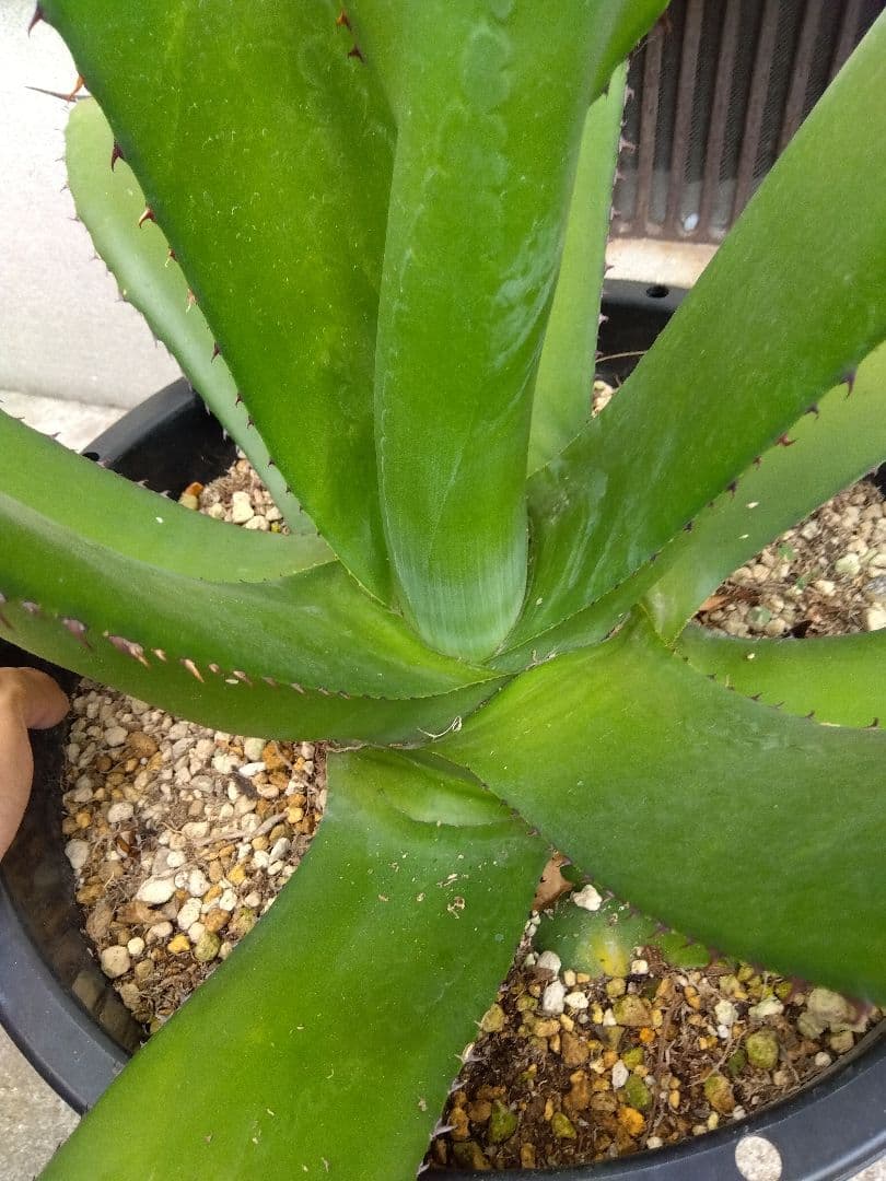 アガベ　品種不明　耐寒あり❗大株❗