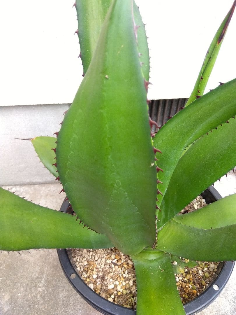 アガベ　品種不明　耐寒あり❗大株❗