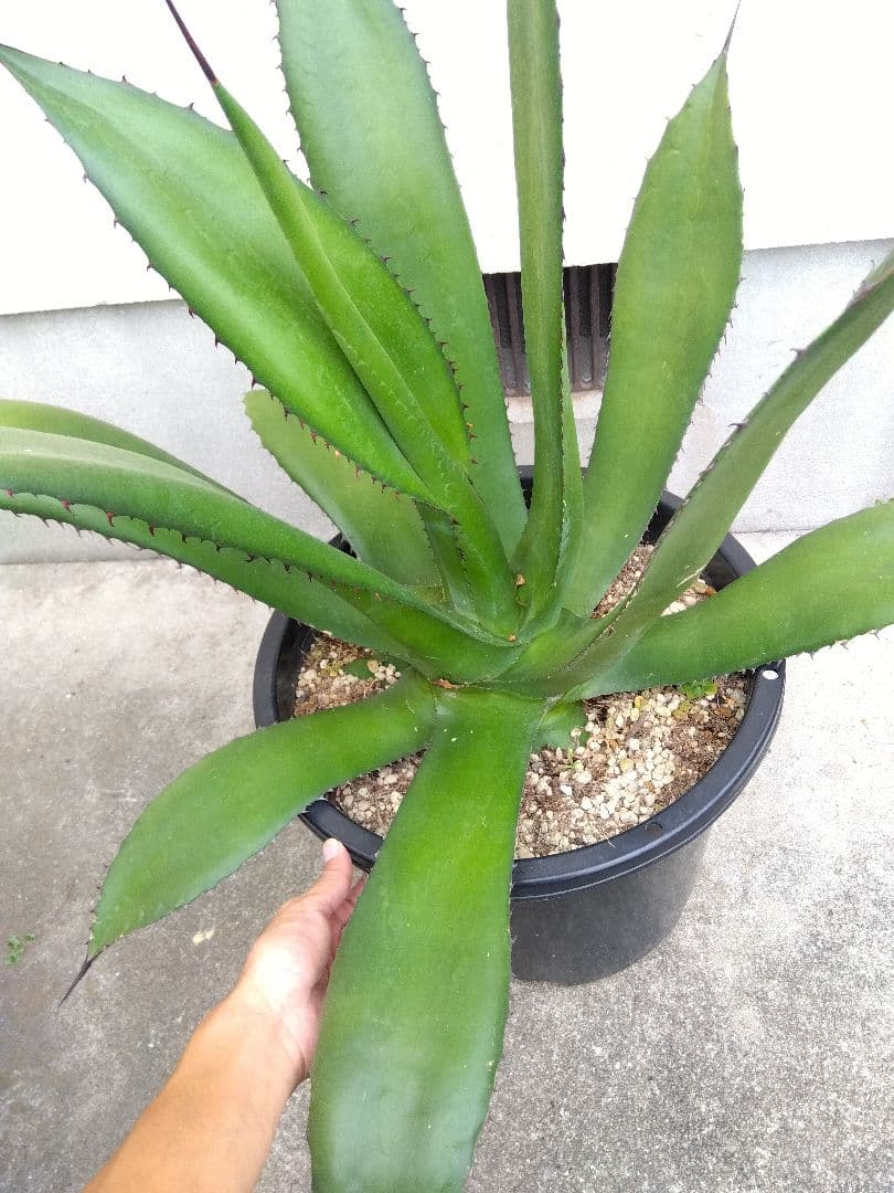 アガベ　品種不明　耐寒あり❗大株❗