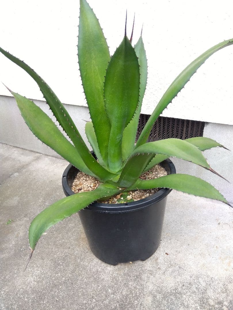 アガベ　品種不明　耐寒あり❗大株❗